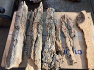 cottonwoodbark.jpg