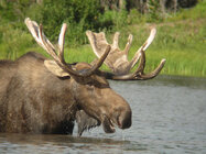 moose_binoc.jpg