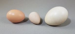 eggs_three_chicken_guinea_peacock.jpg