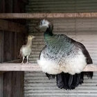 Peacock---baby-and-mama.jpg