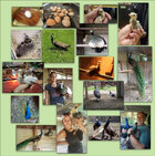 Peacocks_comp.jpg