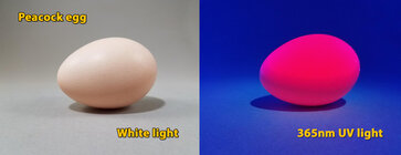 UV_light_on_egg.jpg