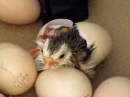 guinea_hatching.jpg