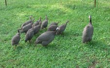 guineas.jpg
