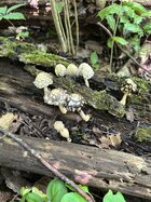 IMG_8797.jpeg