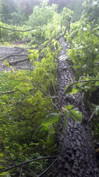 persimmon_tree_down.jpg