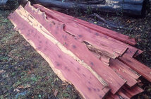 cedar_fresh_IMG_20171205_133128_661.jpg