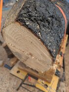 2025DiscCntrBurnedPonderosa.jpg