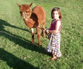 alpaca_dria_IMG_20160925_18.jpg