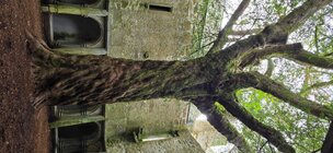 yew1.jpg