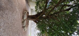yew2.jpg