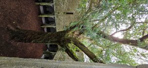 yew3.jpg