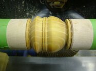 Osage Orange4 .JPG