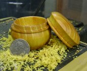 Osage Orange1 .JPG