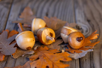 1762542505742.png 1762542505742.png