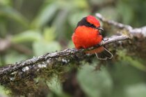 IMG_0686.jpeg IMG_0686.jpeg