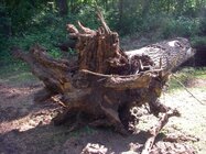 Stump 1.jpg