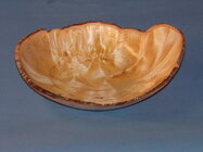 7105BirchBurl.JPG