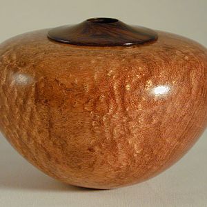 Tesota with Desert Ironwood collar