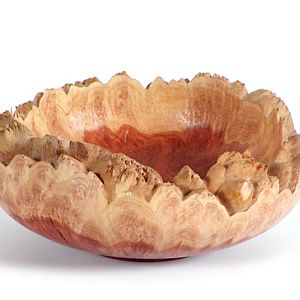 Coolibah burl