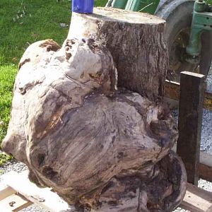 Maple Burl