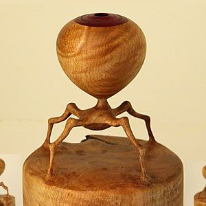 Maple burl bug