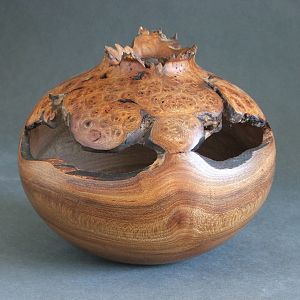 Elm burl