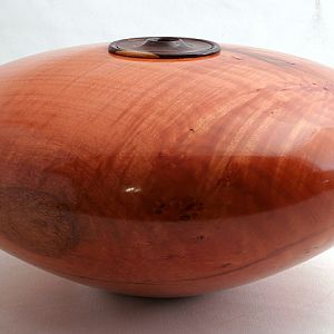 African Sumac with a Desert Ironwood collar