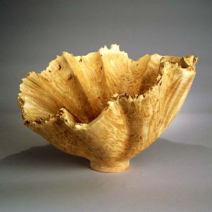 Maple Burl