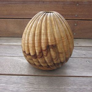 Camphor Laurel hollow vessel