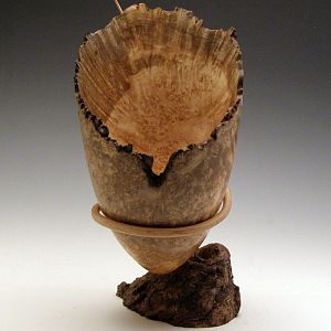 Maple Burl