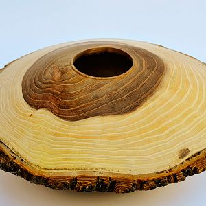 Elm disc