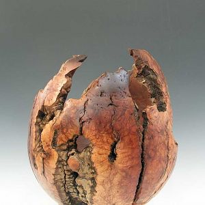 Manzanita Root Burl