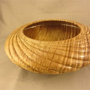 Queensland Maple