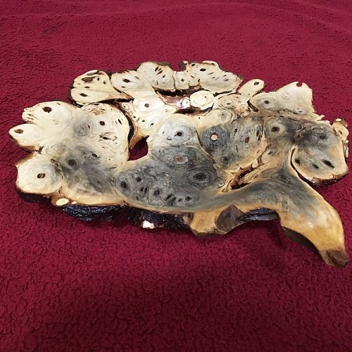 Buckeye burl