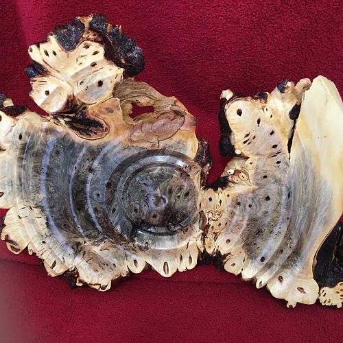 Buckeye burl wall art