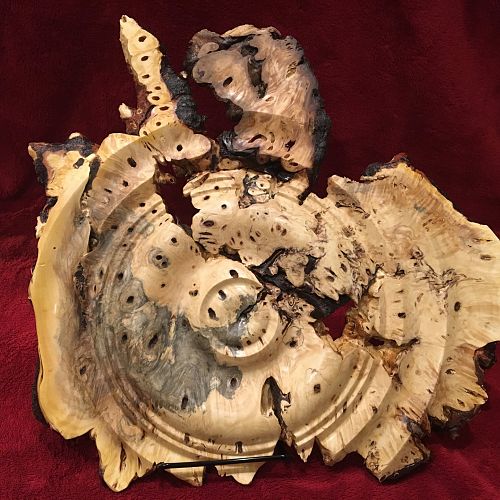 Buckeye burl wall art