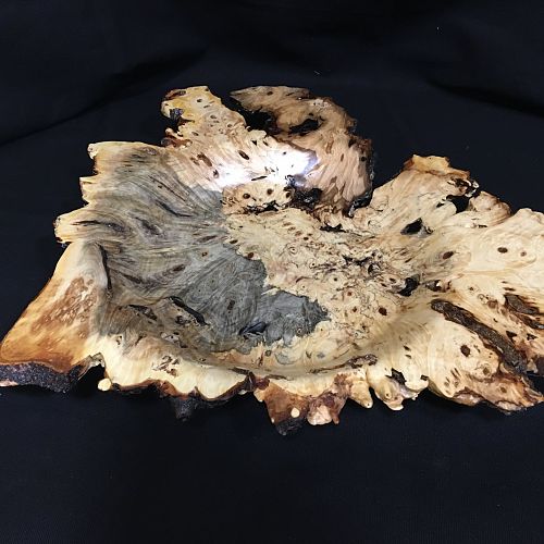 Buckeye burl winged bowl