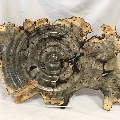 Buckeye burl wall art