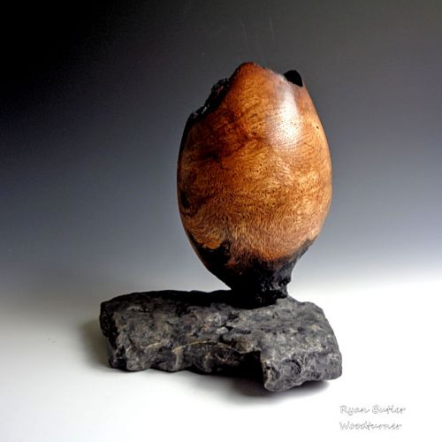 Double Natural Oak Burl Pod