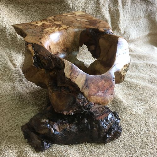 Oak burl