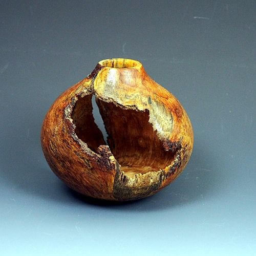 Pine Gall - other side