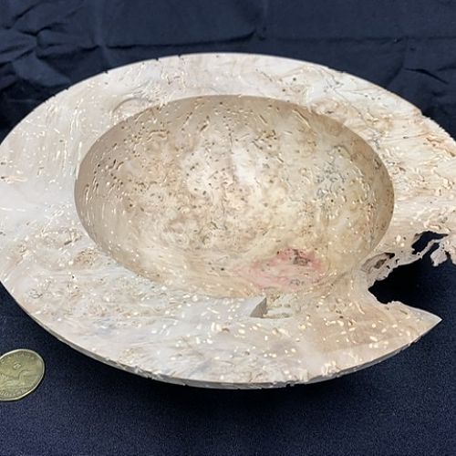 Box Elder Burl