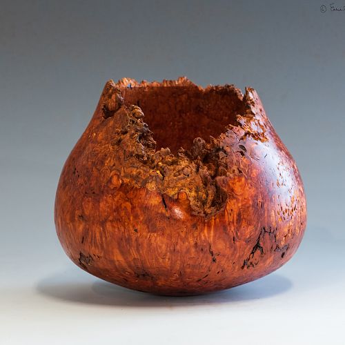 Eucalyptus Burl