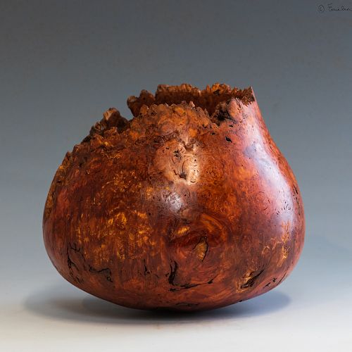 Eucalyptus Burl