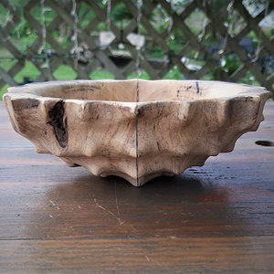 Tortoise Bowl