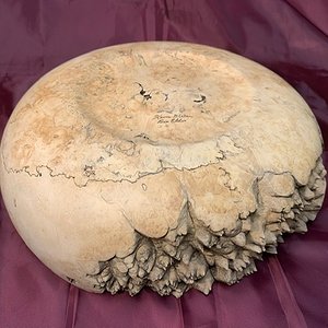 Live-Sided Box Elder Burl Bowl - bottom view