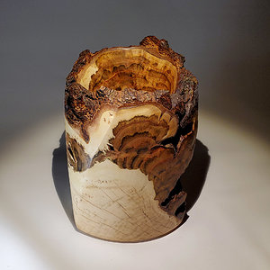 Twisted Poplar Burl