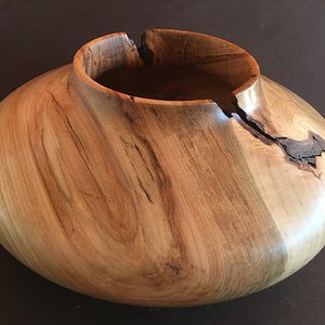 Corkscrew WIllow