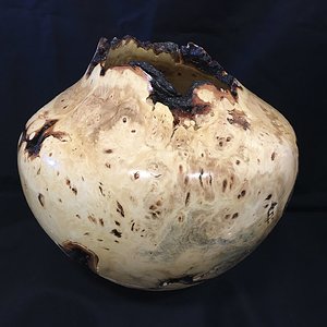 Buckeye burl